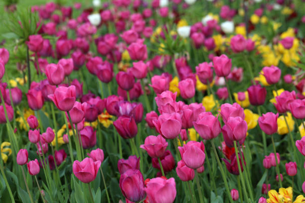 チューリップベッドで咲くチューリップ - spring border ストックフォトと画像