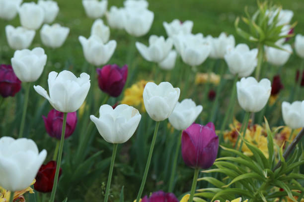 tulipes en fleurs dans un lit de tulipes - spring border photos et images de collection