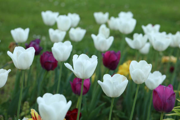 tulipes en fleurs dans un lit de tulipes - spring border photos et images de collection