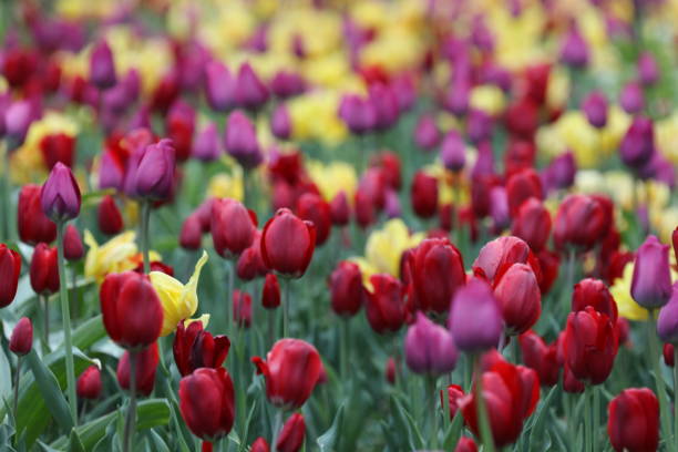 kwitnące tulipany w tulipanowym łóżku - spring border zdjęcia i obrazy z banku zdjęć