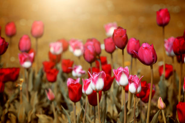 kwitnące tulipany w tulipanowym łóżku - spring border zdjęcia i obrazy z banku zdjęć