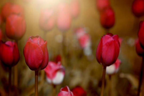 Blooming tulips in a tulip bed
