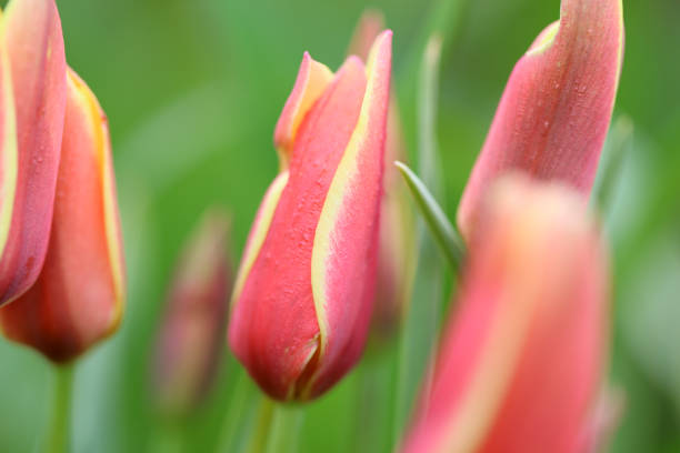 tulipes en fleurs dans un lit de tulipes - spring border photos et images de collection