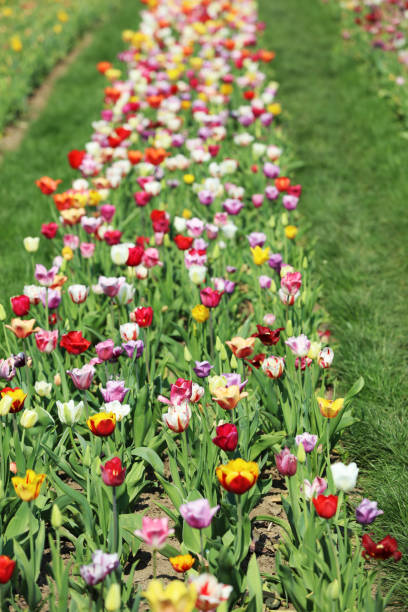 kwitnące tulipany w tulipanowym łóżku - spring border zdjęcia i obrazy z banku zdjęć