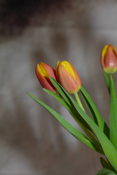 tulipes en fleurs à pâques - spring border photos et images de collection