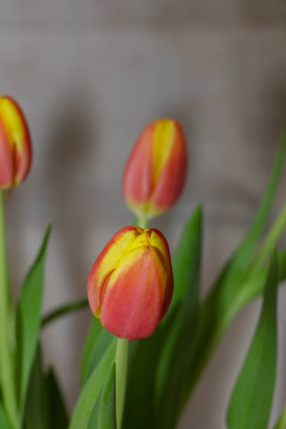 tulipes en fleurs à pâques - spring border photos et images de collection