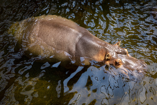 Close-up of an adult hippo (Hippopotamus amphibius) swimming in the water.