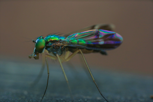Dolichopodidae  eyes, taken with macro photography.
