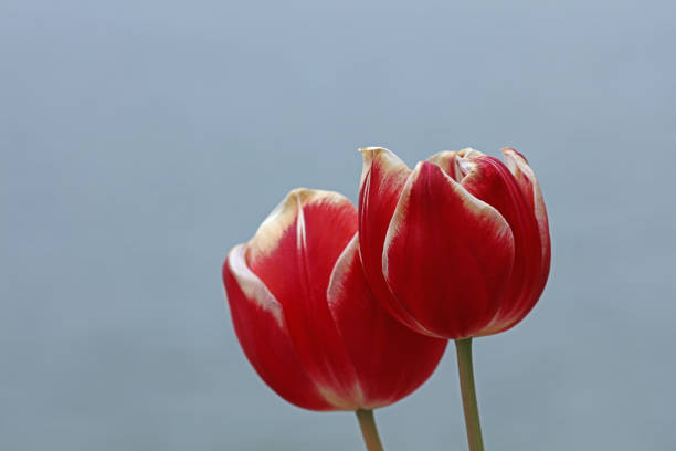 tulipes en fleurs dans un lit de tulipes - spring border photos et images de collection