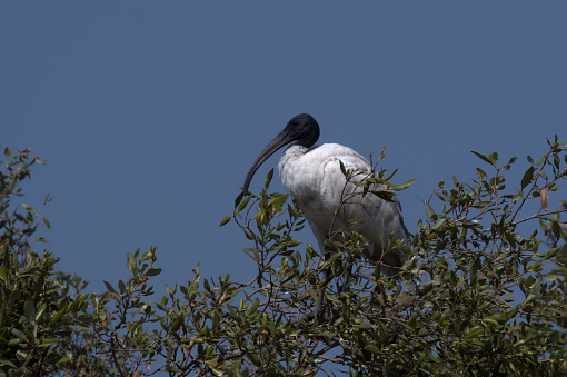 A black-headed ibis (Threskiornis melanocephalus), also known as the Oriental white ibis, Indian white ibis, and black-necked ibis seen in the wetlands near Airoli in New Bombay in Maharashtra, India