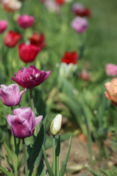 tulipes en fleurs dans un lit de tulipes - spring border photos et images de collection