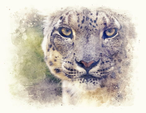 Five big wild cats (leopard, tiger, lion, cheetah, puma)