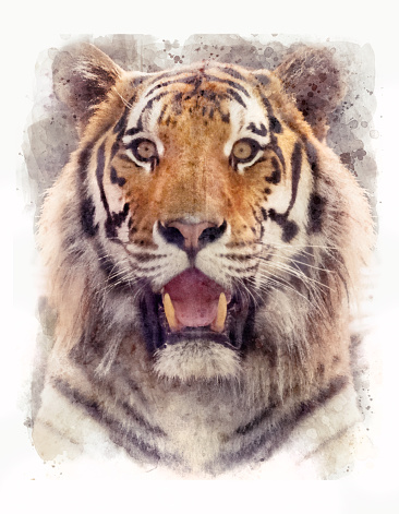Head of tiger looking at camera