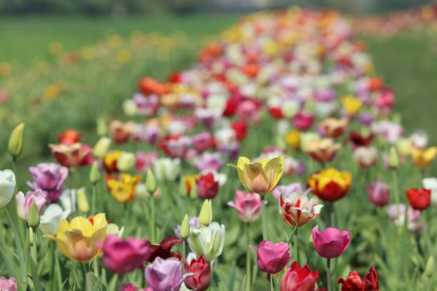 tulipes en fleurs dans un lit de tulipes - spring border photos et images de collection