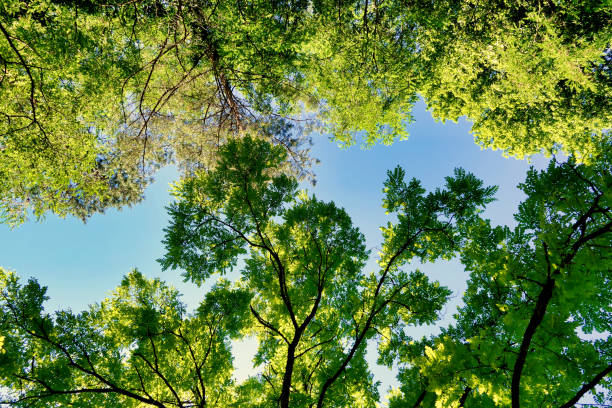istock A Meeting of Canopies 1409691796