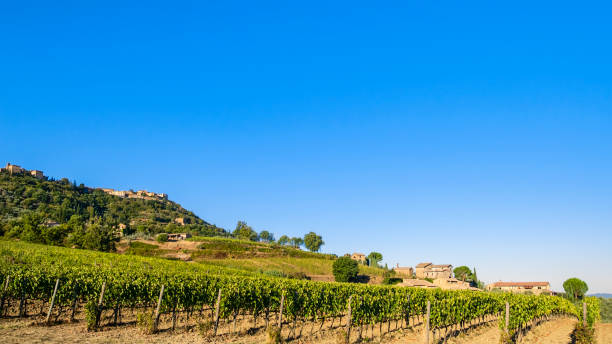 istock Brunello di Montalcino Vineyard - Tuscany 1409692025