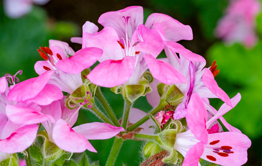 Geranium flowers in close up for use as a background or plant identifier.