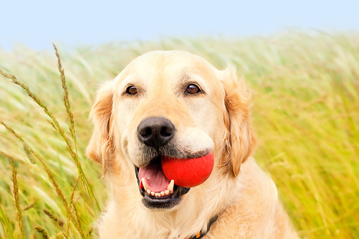 A purebred Golden Retriever dog is holding a red sports ball in its mouth. It is happily waiting to play catch with its owner
