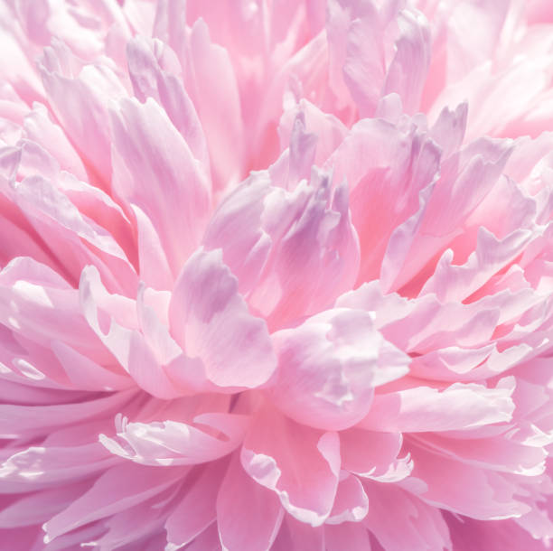 istock Abstract fresh tender pink peony flower petals background 1409692927