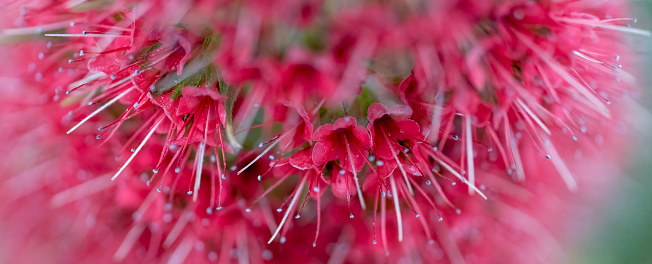 Red flowers on a tropical plant.