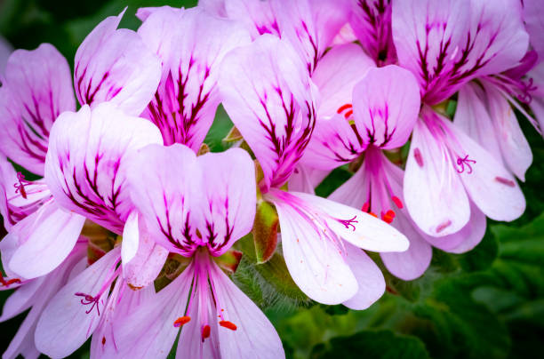 Geranium flowers in close up for use as a background or plant identifier.