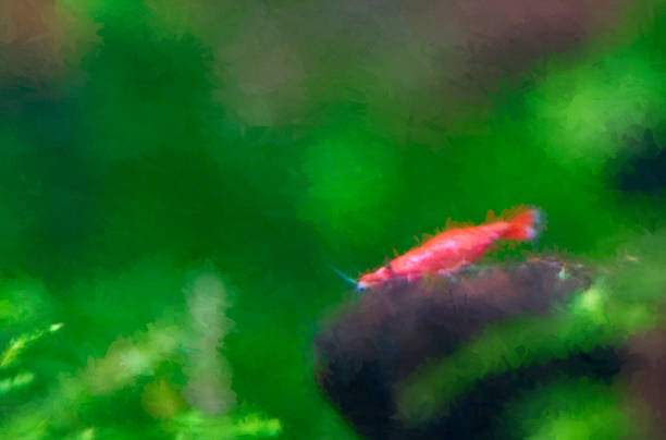 Shrimp in an aquarium, heavily post processed to give a painterly effect.
