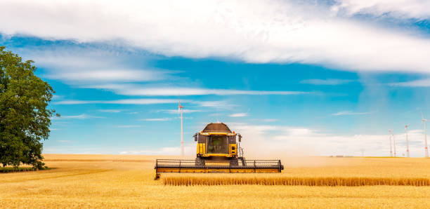 istock Combine Harvester Cutting Wheat, modern combine harvester working on a wheat crop. combine harvester working on a wheat field. Harvesting the wheat. Agriculture. 1409694103