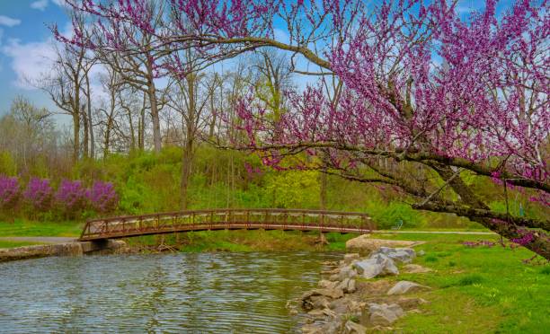 istock Walking bridge with samll creek and redbud tree-Howard County,Indiana 1409695369