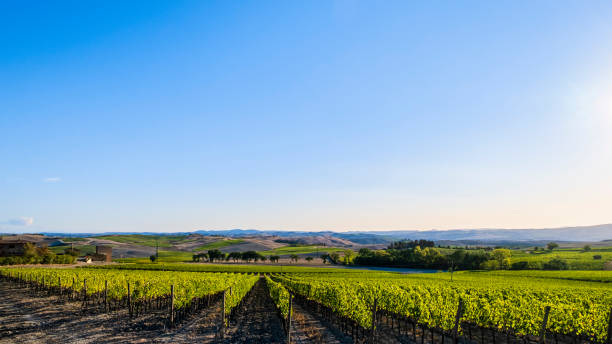 istock Brunello di Montalcino Vineyards - Tuscany 1409695759