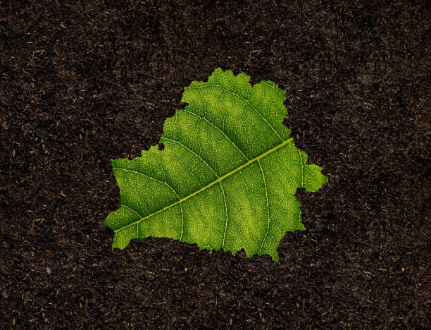 istock Belarus map made of green leaves, concept ecology Map green leaf on soil background 1409697042