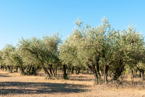 Rising morning sun over olive grove near Skala kallonis on Lesbos island, Greece