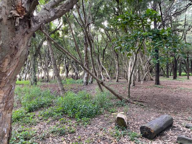 istock A forest in Tainan city 1409701045