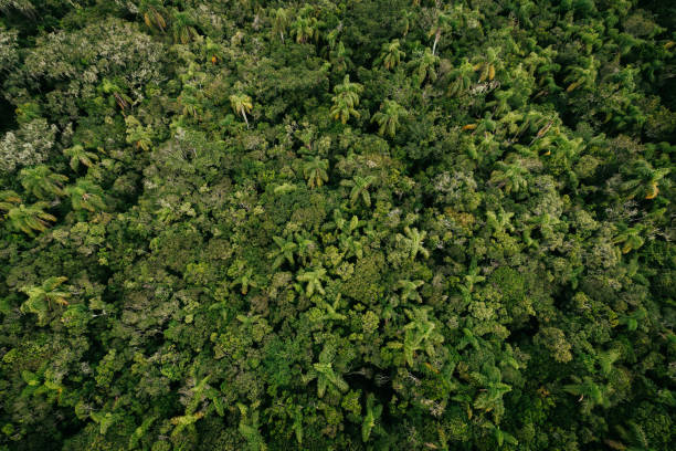 istock aerial view of tropical landscape 1409702330