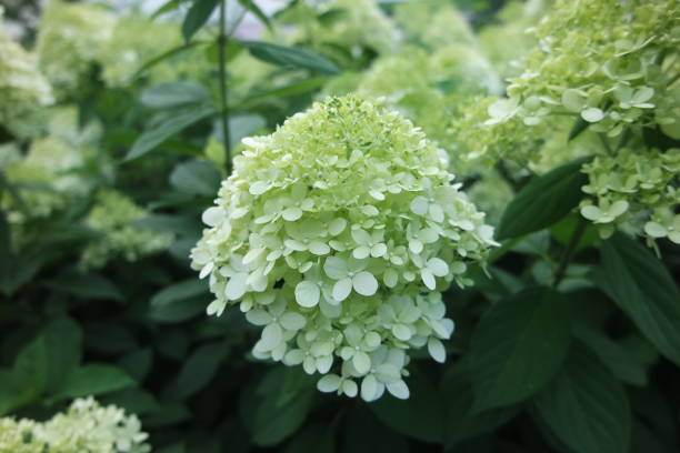 istock Yellow Green Limelight Hydrangea paniculata In Garden 1409704260