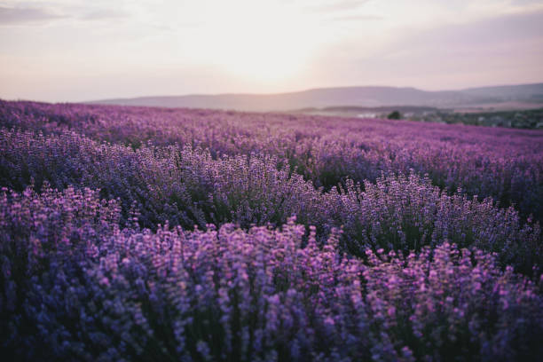 istock Close up lavender flowers in beautiful field at sunset. 1409704764