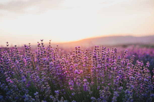 nahaufnahme lavendelblüten in wunderschönem feld bei sonnenuntergang. - lavendel stock-fotos und bilder