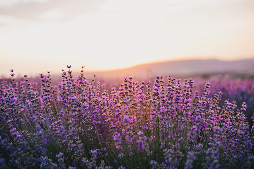 Close up lavender flowers in beautiful field at sunset. Aromatherapy.