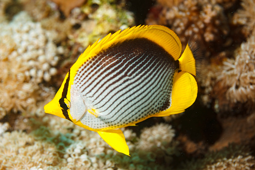 Scuba diving, ack back butterflyfish. Sea life. Underwater scene with coral and  fish  BLACKBACKED  butterflyfish. Scuba diver point of view.