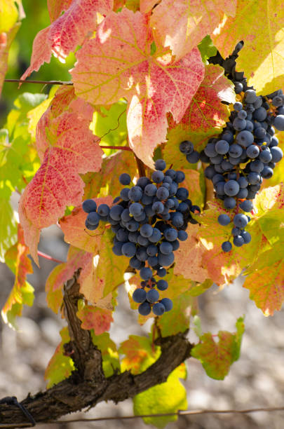 istock Blue grape cluster on vine closeup photo 1409706596