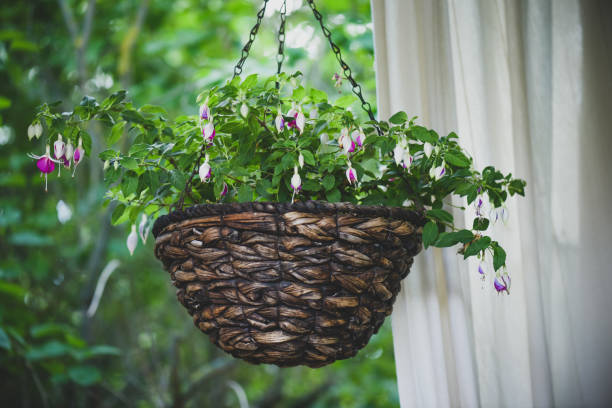 fuchsia flowers in the garden, hanging in a basket - honeysuckle pink imagens e fotografias de stock