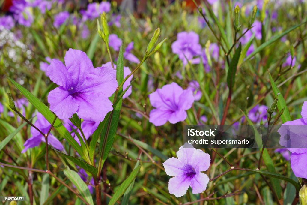 Purple ruellias Ruellia  Flowers in garden Petunia Stock Photo