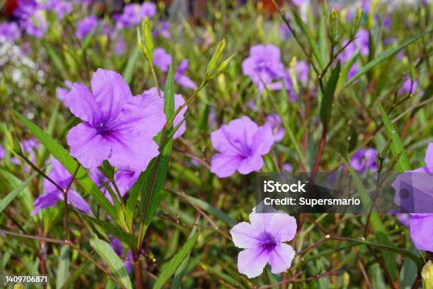 Purple Ruellias Stock Photo - Download Image Now - Petunia, Uncultivated, Beauty