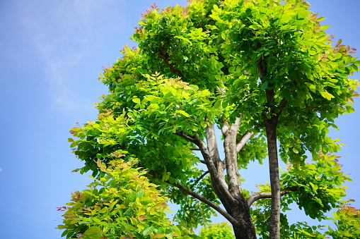 Green leaf tree on blue sky background