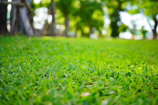 istock Green grass in garden 1409706966