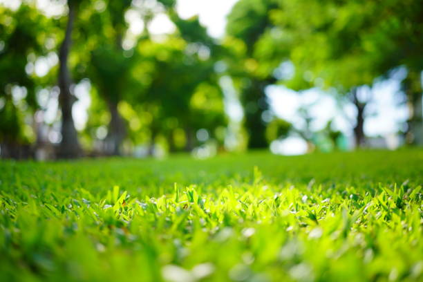 istock Green grass in garden 1409706983
