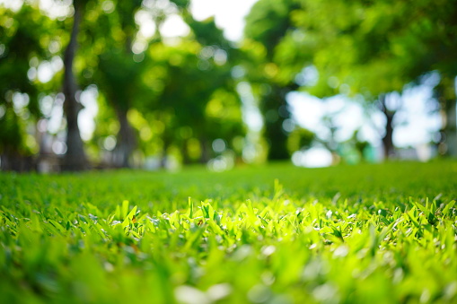 Close-up Green grass in garden background