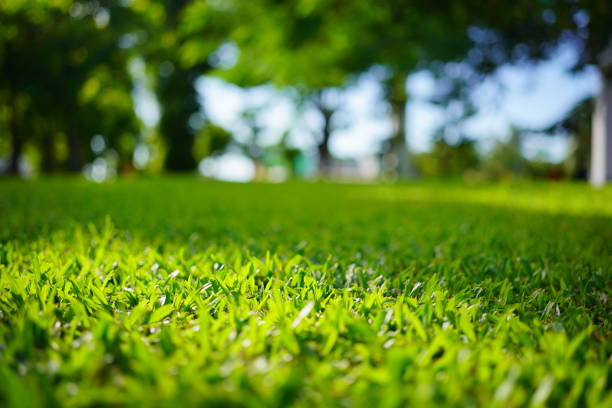 istock Green grass in garden 1409706988
