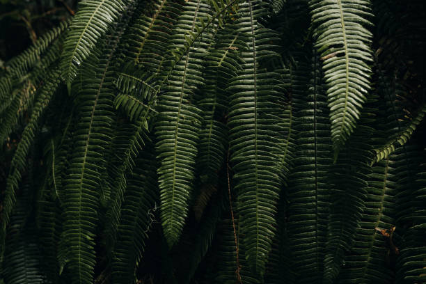 istock Dark fern foliage in the temperate rainforest 1409707005