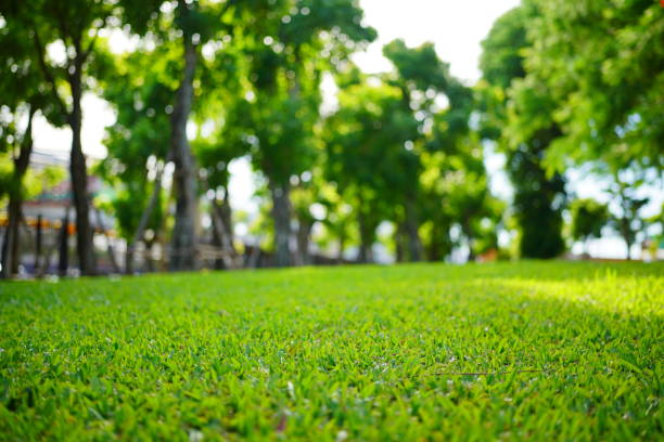 istock Green grass in garden 1409707006