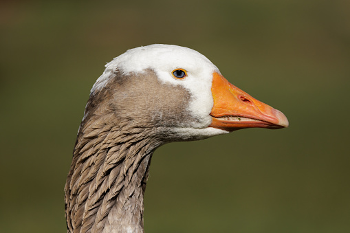 goose closeup and head at Rhine river Mainz Germany